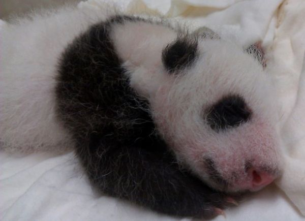 Zoo divulga imagens de filhote de panda com um ms de vida