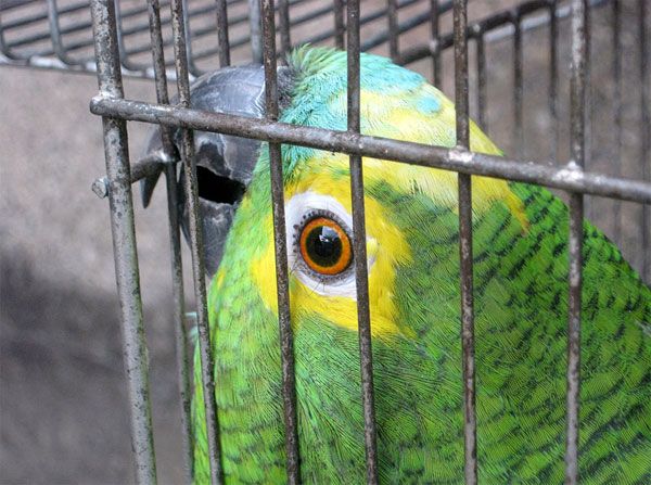Mulher  detida por criar papagaios dentro de casa sem registro do Ibama