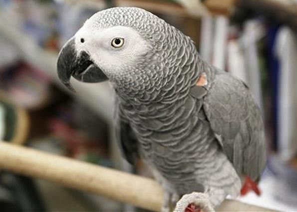 Papagaios cinzentos pensam de forma lgica como criana, diz estudo