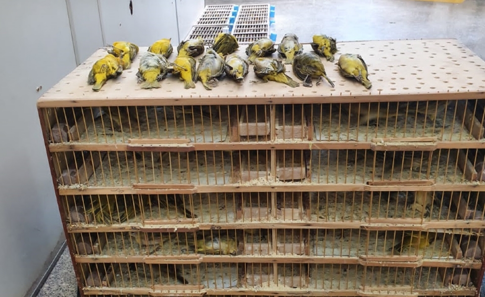 Homem  preso por transportar 200 aves silvestres em nibus na Capital