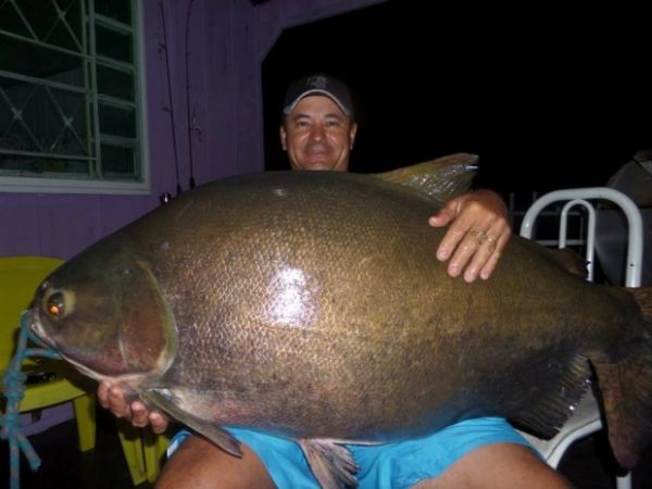Em MT, pescador fisga peixe com mais de 38 kg no Rio Teles Pires