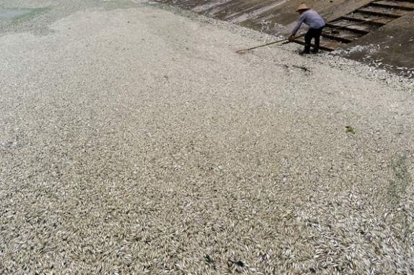 China retira 30 mil quilos de peixes mortos de rio poludo com amnia