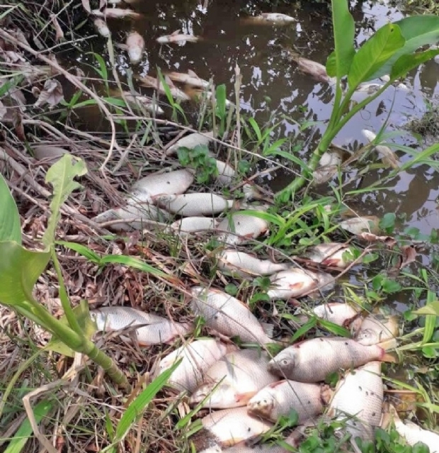 Lago com dejetos de gado transborda e causa mortandade de peixes