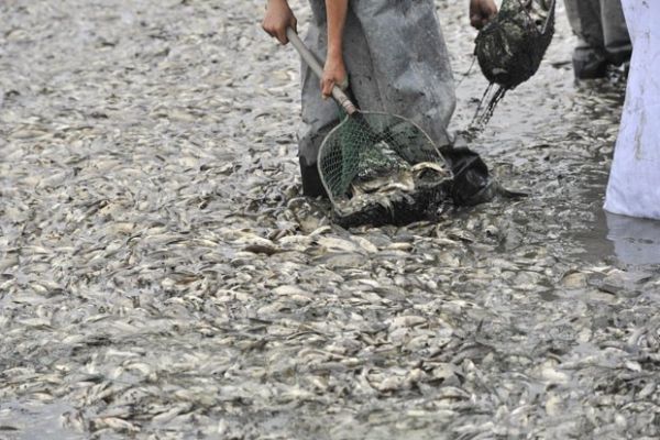 Mais de 10 mil peixes mortos so encontrados em lago chins