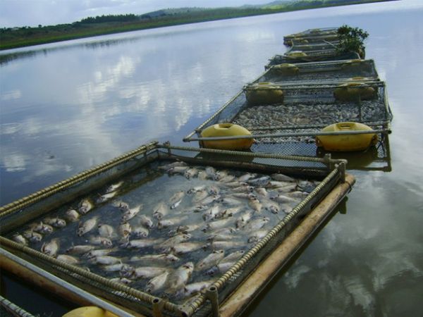 Baixa do Lago de Furnas provoca morte de peixes em Campo Belo.