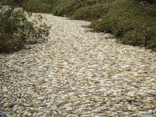 Morador registra milhares de peixes mortos em crrego de Salto