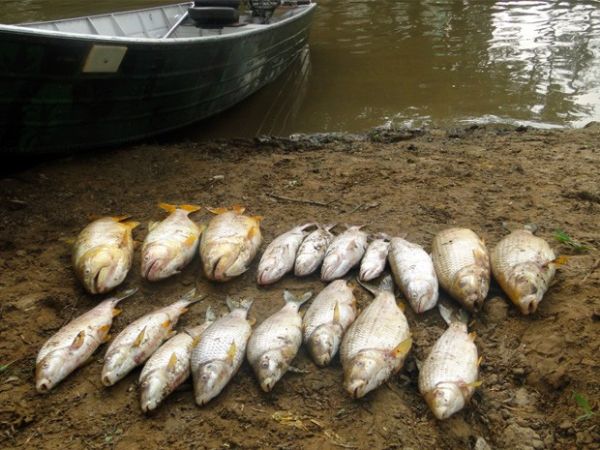 Fiscais do IBAMA e rgo do TO investigam mortandade de peixes rio Araguaia