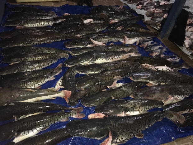 Polcia Militar apreende mais de 700 kg de pescado ilegal