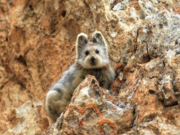 Rara foto de exemplar de pika-de-Ili foi fotografado em 2014 pelo cientista Weidong Li no noroeste da China