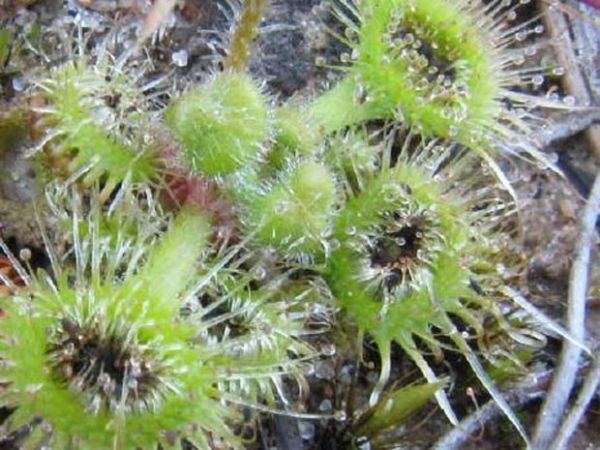 Espcie australiana de planta carnvora consegue lanar inseto at o centro do vegetal, que seria uma forma de facilitar a digesto da presa