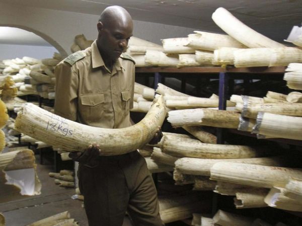 Agente de rgo de fiscalizao do Zimbbue checa presas de marfim em depsito