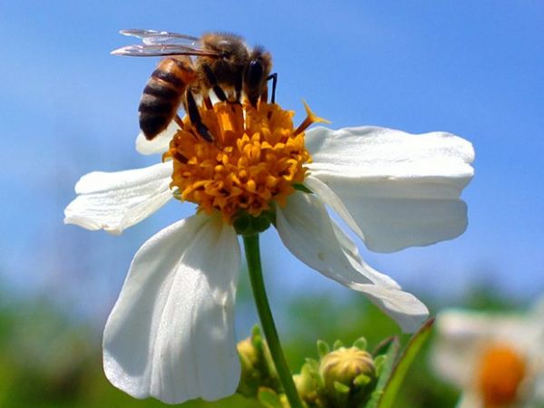 Pesticidas podem causar 'curto-circuito' em abelhas, sugere estudo