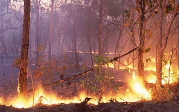 Ministrio Pblico apura relao entre produtores rurais e bancos em investigao sobre queimadas