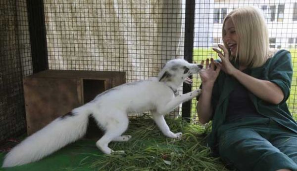 Zoolgico da Sibria faz tentativa de domesticar raposa selvagem