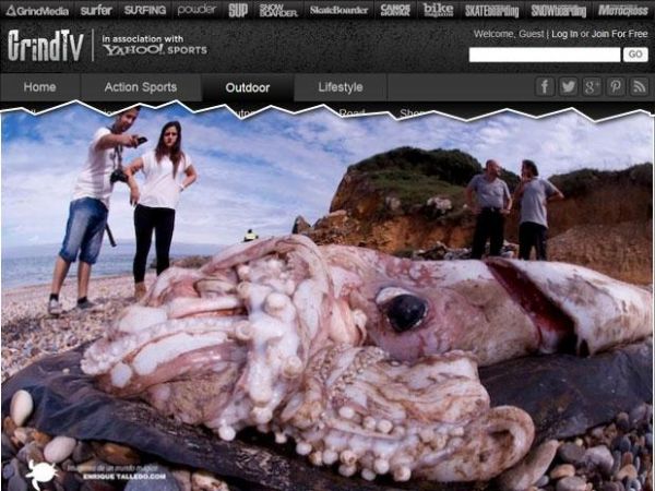 Carcaa de lula-gigante com 9m  encontrada em praia na Espanha