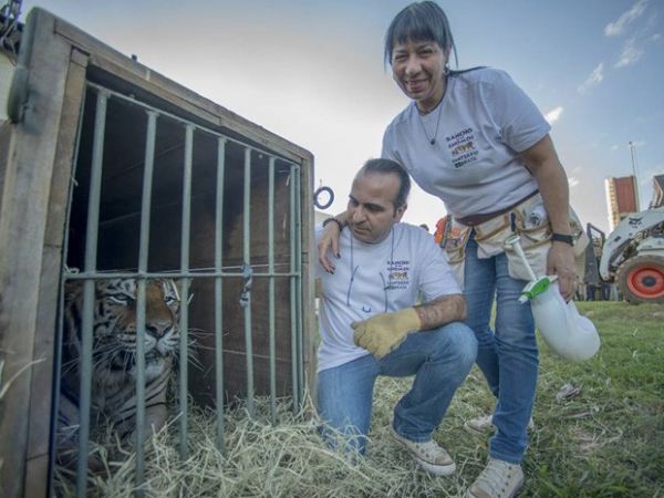 Marcos e Slvia Pompeu com tigre resgatado de zoolgico em Braslia