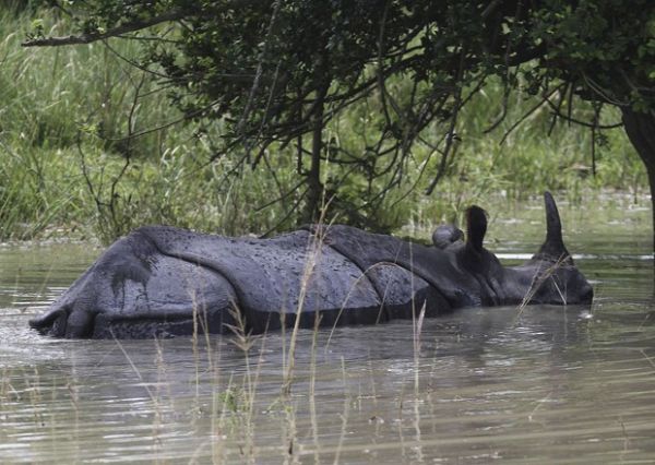 Inundao cobre 90% de rea de santurio de rinocerontes na ndia