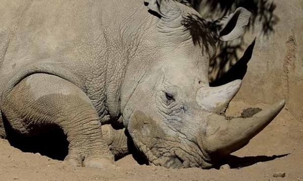 Caa ilegal mata 515 rinocerontes na frica do sul somente este ano