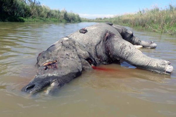Rinoceronte  morto por caadores em parque nacional indiano