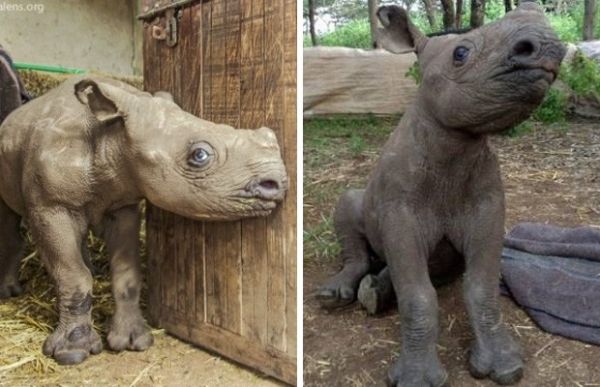 O filhote de rinoceronte Nicky, que nasceu cego, no Qunia