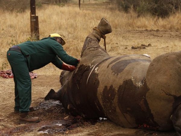 frica do Sul diz que morte de rinocerontes bateu recorde em 2013