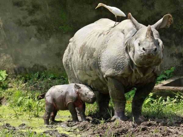 Matana de rinocerontes alcana novo recorde na frica do Sul
