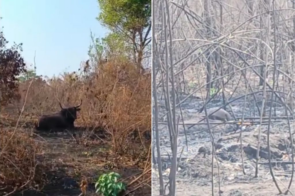 Animais do Pantanal sofrem com falta de alimentos por conta da seca extrema e incndios florestais