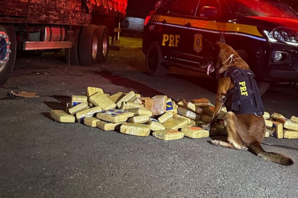 Homem  preso ao ser flagrado transportando mais de 120 kg de supermaconha