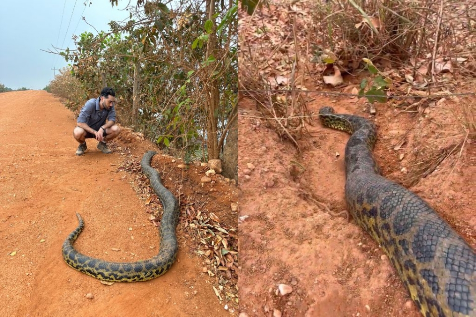 Afetada pela 'fome cinzenta', sucuri atravessa estrada atrs de gua no Pantanal; veja vdeo