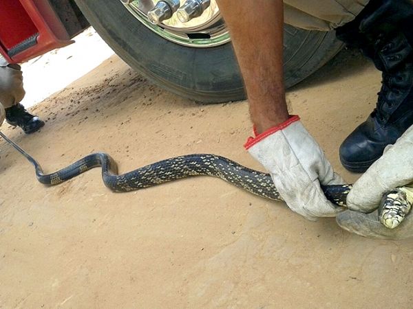 Serpente  achada em residncia e bombeiros realizam resgate de animal