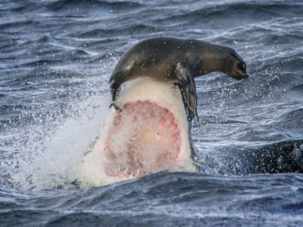 Foca se equilibra em focinho de tubaro e escapa de ataque; veja foto
