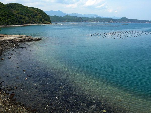 Cidade japonesa famosa por morte de golfinhos quer ter parque marinho