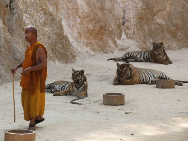 Monges budistas mantm santurio para cuidar de tigres, na Tailndia