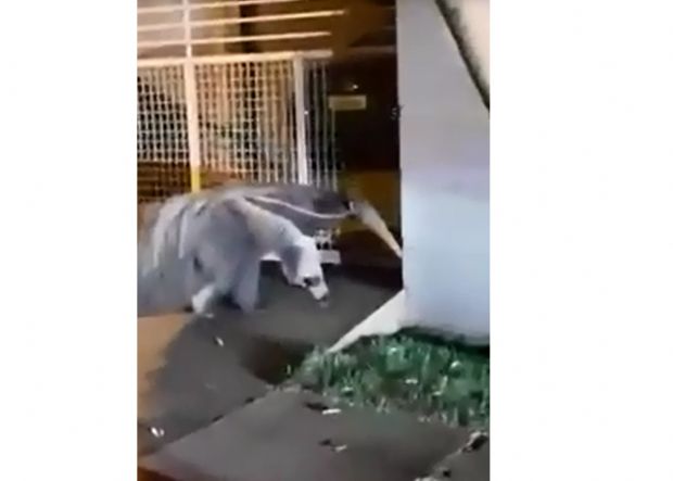 Vdeo flagra tamandu-bandeira passeando por bairro nobre de Cuiab; assista