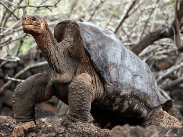 Tartaruga gigante de Galpagos vai ser embalsamada nos EUA