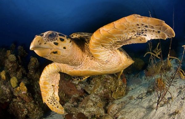 Tartaruga da espcie 'Eretmochelys imbricata', similar s encontradas no arquiplago de Moambique que abriga a nova reserva ambiental marinha