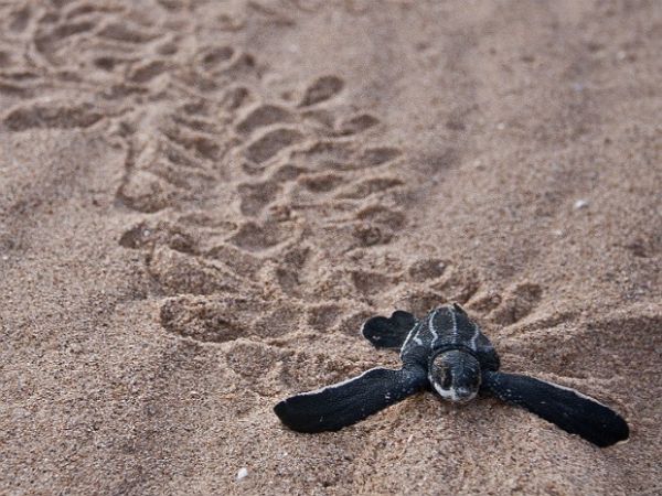 Clima pode reduzir tartarugas no Pacfico em 75% at 2100, diz estudo