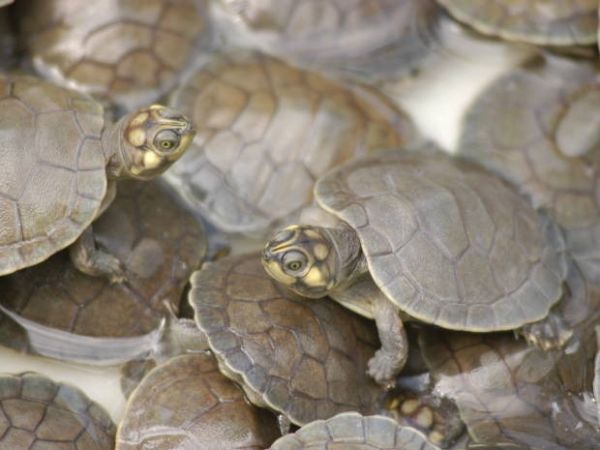 Estudo mostra que mercrio tem afetado as tartarugas da Amaznia