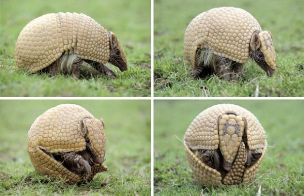 Tatu-bola ('Tolypeutes tricinctus') se defende de predadores enrolando seu corpo. A carapaa do animal lembra uma bola de futebol.
