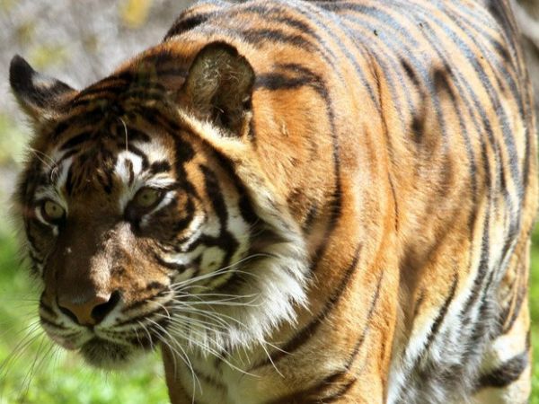 Hana, exemplar de tigre-de-Sumatra,  vista no Zoolgico Bblico de Jerusalm, em foto de 29 de dezembro: ela matou e comeu seus dois filhotes