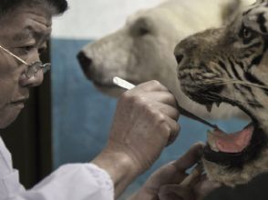 Fbrica chinesa empalha animais com carcaas tiradas de zoolgicos