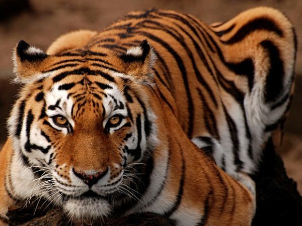 Tigres e outros grandes felinos j nascem 'assassinos', aponta estudo
