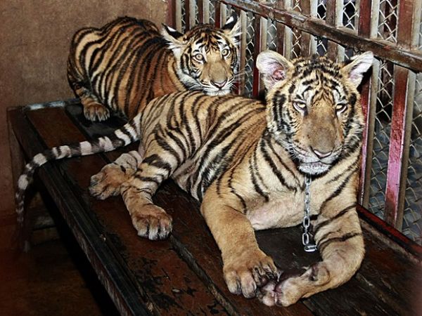 Tigres mantidos acorrentados em apartamento na Tailndia