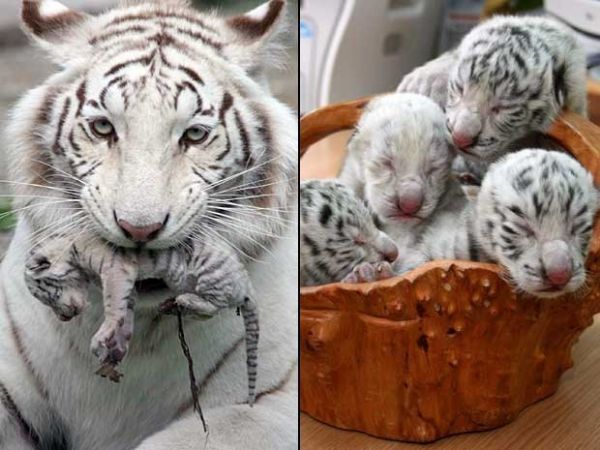 Zoo na Ucrnia exibe filhotes de tigresa albina