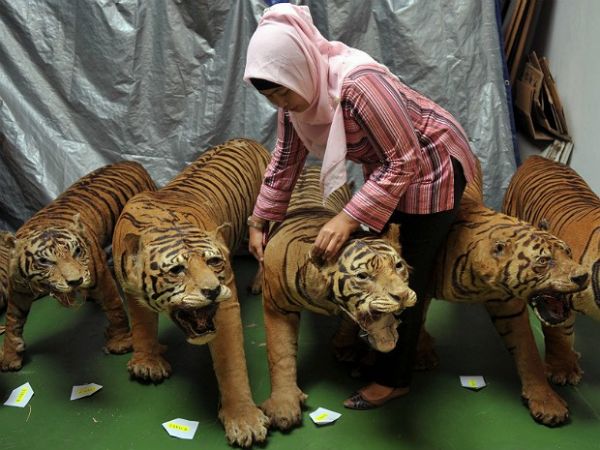 Polcia indonsia apreende 14 corpos preservados de tigres-de-sumatra