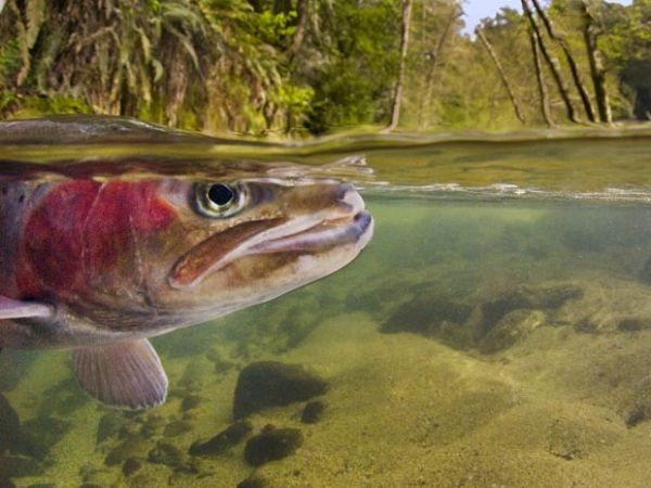 Mudana climtica ameaa mais de 80% dos peixes nativos da Califrnia