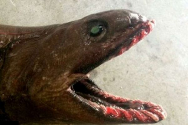 Pescadores encontram tubaro pr-histrico na Austrlia