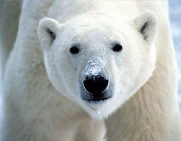 Possvel veto ao comrcio de ursos polares divide ativistas
