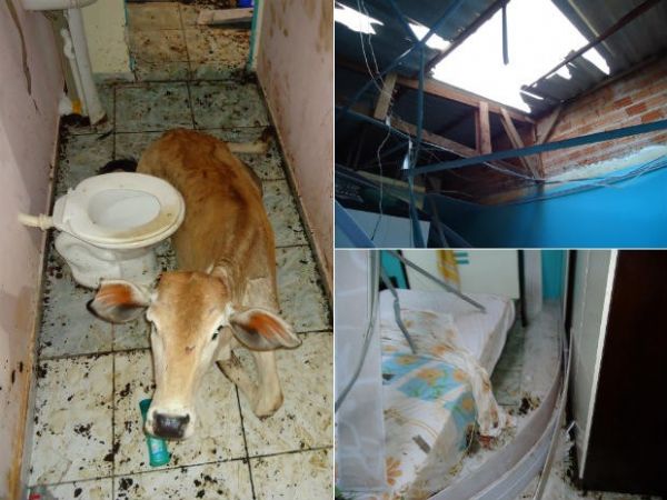 Animal destruiu o banheiro e mveis do quarto
