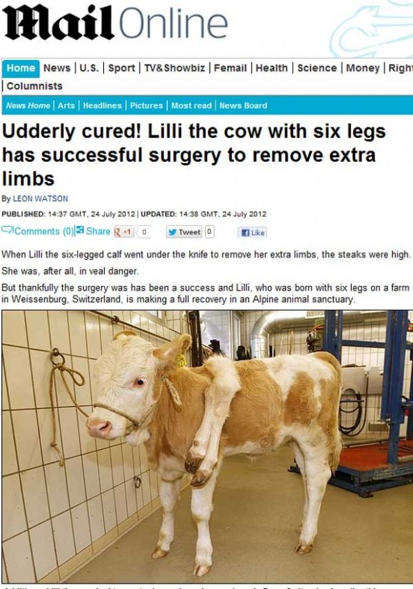 Vaca que nasceu com 6 patas na Sua passa por cirurgia